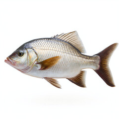 Wall Mural - real fish image white png file side view available download online easily