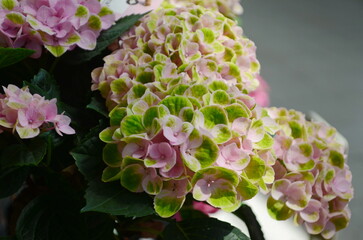 Wall Mural - hydrangea macrophylla. green hydrangea flower blossom in morning garden and green background. closeu