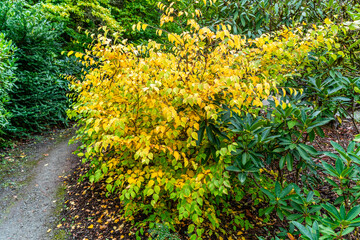 Poster - Kubota Gardens Colorful Leaves 3