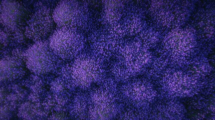 Poster - Closeup bushes of purple lavender flowers in summer near Valensole in France