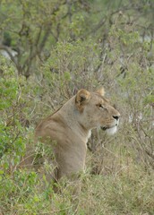 Wall Mural - Lioness sitting in the african savanna grassland