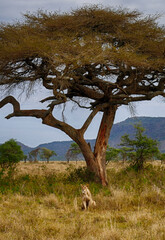 Wall Mural - Lioness relaxing under acacia tree in the african savanna