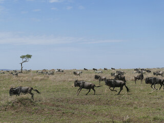 Wall Mural - Wildebeest herd running through african savanna grassland