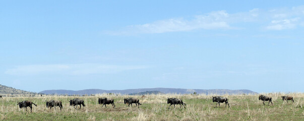 Wall Mural - Wildebeest walking on dry grass under blue sky