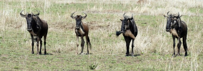 Wall Mural - Wildebeest family standing on dry grassland in africa