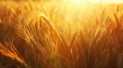 A close-up of a single stalk of barley with the field softly blurred in the background