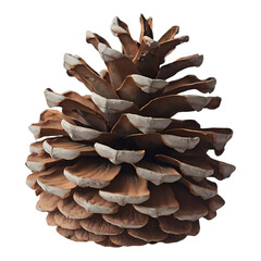 Wall Mural - Brown Pine Cone with Layered Scales in Natural Form