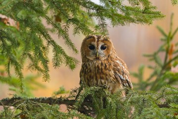 Canvas Print - A tawny owl sits on the spruce twig. attractive owl portrait with blurred background. Strix aluco. Wildlife scene from european nature.