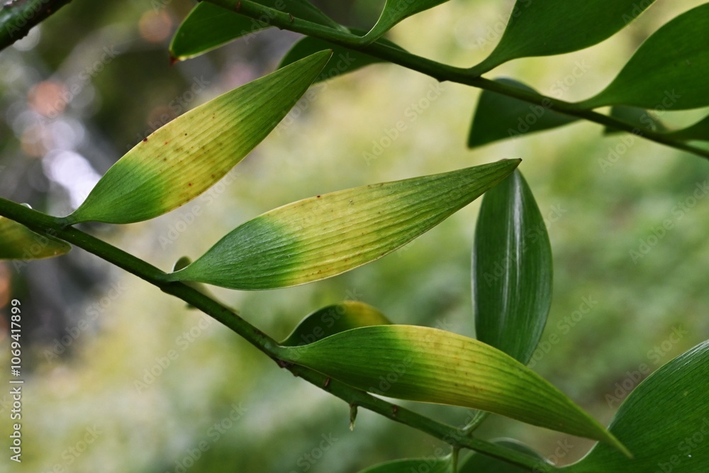 nageia-nagi-asian-bayberry-tree-a-podocarpaceae-evergreen-tree