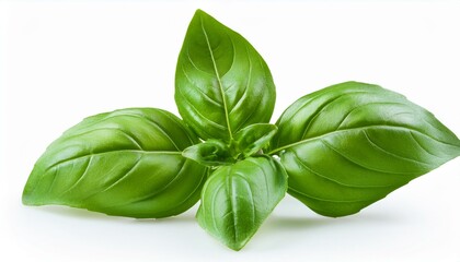 seasoning herb fresh leaves basil isolated on transperent background 