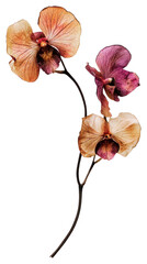 Wall Mural - PNG Real Pressed a orchid flowers dried preservation.