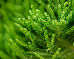 Tips of Norfolk Pine tree branch, closeup, selective focus, bright green, growing, needles, holiday, decor, greenery, cozy, celebration, joy, festive, winter