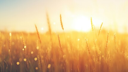 Wall Mural - A breathtaking view of golden wheat swaying gently under the sun, illuminated by warm summer light in the countryside