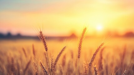 Wall Mural - A vast golden wheat field glows softly in the warm light of dusk, evoking a sense of tranquility and beauty in nature