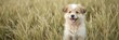 © pollakorn - A fluffy mixed breed puppy with a playful expression, sitting in a field of tall grass, grass, puppy