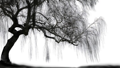 A weeping willow tree silhouette with its branches cascading down against a white background.