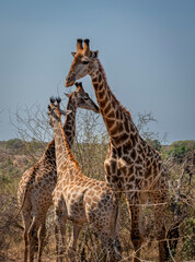 Wall Mural - giraffe is a large African hoofed mammal belonging to the genus Giraffa