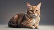© Artex - View of adorable Cute domestic domestic cat