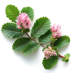 Wall Mural - Sensitive plant Flower isolated on white background.