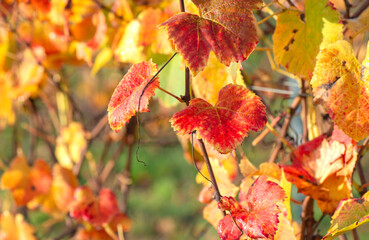 Wall Mural - close-up view of a beautiful red leaf of a vine growing in a field in autumn