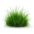 © Oranuch - Lush green grass clump isolated on white background.