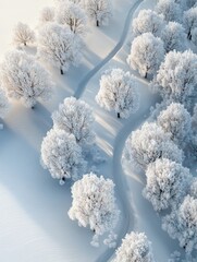Wall Mural - winter background with a beautiful snow covered trees. enchanting christmas scene.