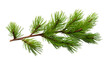 © Nittaya - Pine branch isolated on transparent background.
