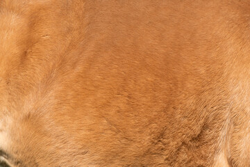 close-up of fur of brown horse