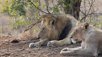 Wall Mural - a pair of mating lions together