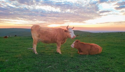 Wall Mural - Cows on a Meadow at Sunset