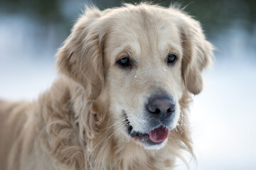 golden retriever