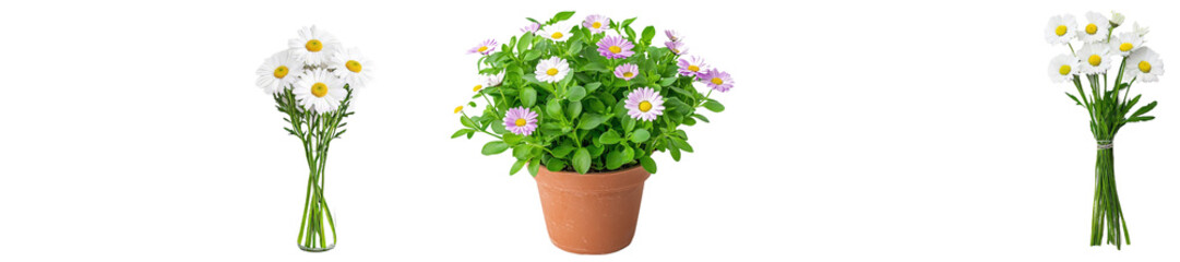 Poster - PNG file of Daisy, Marguerite, Chamomile, isolated on white with clipping path for full depth of field, full depth of field, focus, stacking, and dof.