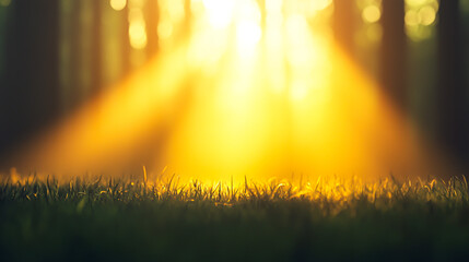 Sticker - Sunlight Streaming Through Trees in a Forest