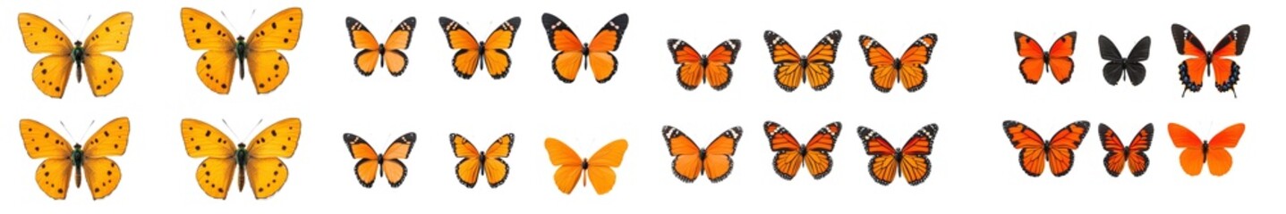 Aufkleber - Isolated set of monarch butterflies. Tawny Coster (Acraea violae) Acraea terpsicore.