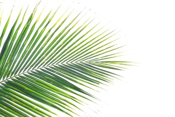 Wall Mural - Coconut leaves on white isolated background for green foliage backdrop 