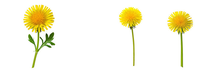 Poster - An isolated yellow dandelion flower on a transparent background. Closeup. For design and development. Nature. Studio shot. Transparent background.
