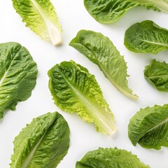 Wall Mural - patterns of lettuce leaves on a white background