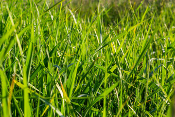 Wall Mural - Background of a green grass on a summer meadow