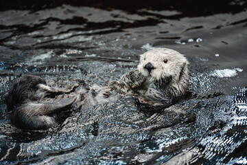 Beautiful sea otter playing in the water inside the Oceanographic aquarium in lisbon