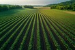 © Borasca - Lush green rows of a verdant crop field at sunrise