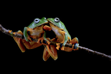 Wall Mural - tree frog on branch, gliding frog (rhacophorus reinwardtii) sitting on branch, javan tree frog on gr