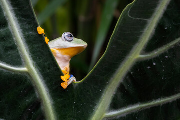 Wall Mural - tree frog on leaf, gliding frog (rhacophorus reinwardtii) on leaves, javan tree frog on branch, indo