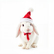 © Anet_foto - A white rabbit in a New Year's hat close-up on a white background,  Al Generation