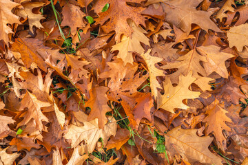 Sticker - Close-up of fallen oak leaves. Fresh green blades of grass can be seen between the leaves. It is autumn season in the Netherlands.