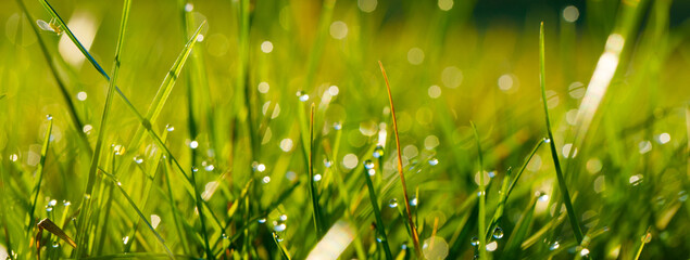 Wall Mural - Grass background. Fresh nature plant close-up