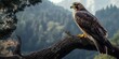 © Veronika - A majestic hawk perched on a branch overlooking a misty mountain landscape at dawn, showcasing nature's beauty and the serenity of early morning