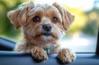 © Lubos Chlubny - Adorable morkie puppy looking out the car window, enjoying a road trip