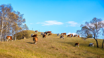 Cows grazing in meadow. Beautiful grassland pasture nature landscape in autumn.