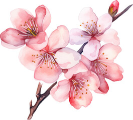 Cherry blossom flowers watercolor painting isolated on transparent background.