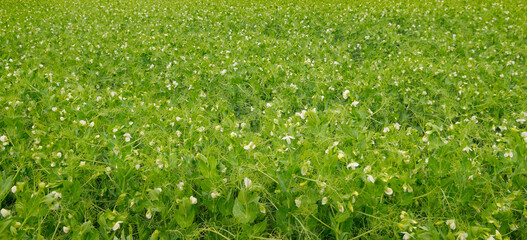 Wall Mural - Green field with flowering peas. Natural background.